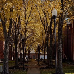 outdoor forest